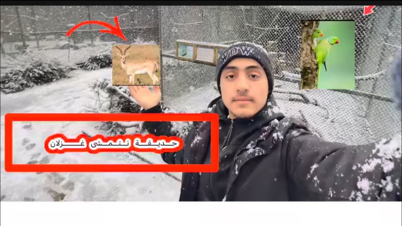 صيقة معمش فرين