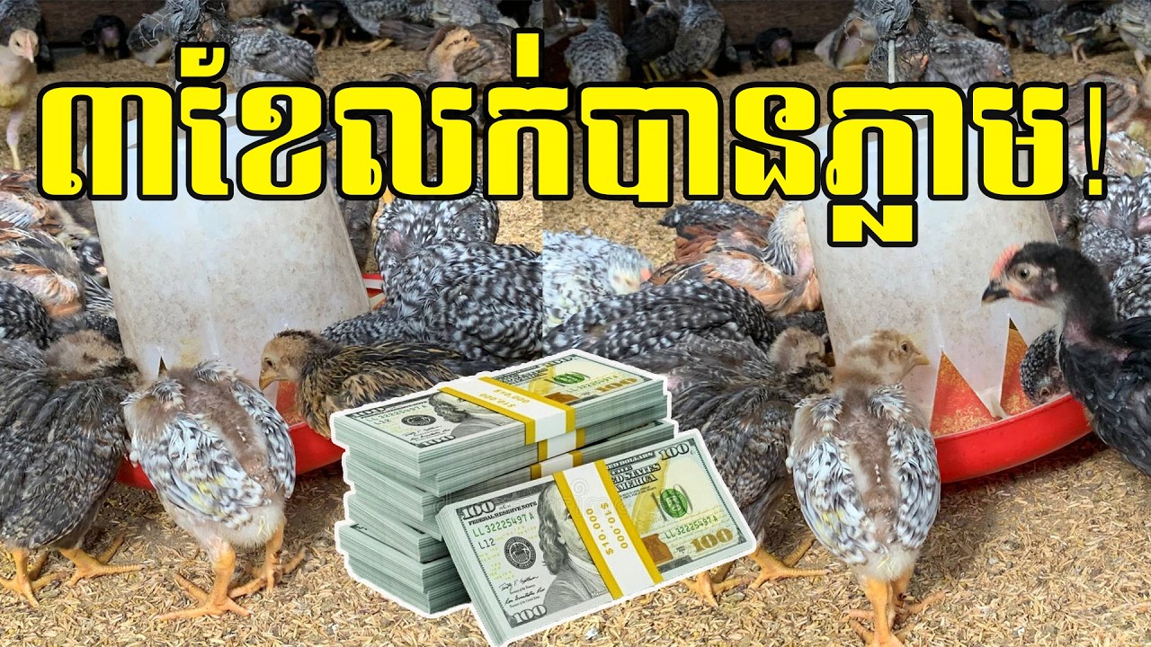 ចិញ្ចឹមមាន់ ៣ខែ លក់បានភ្លាម!