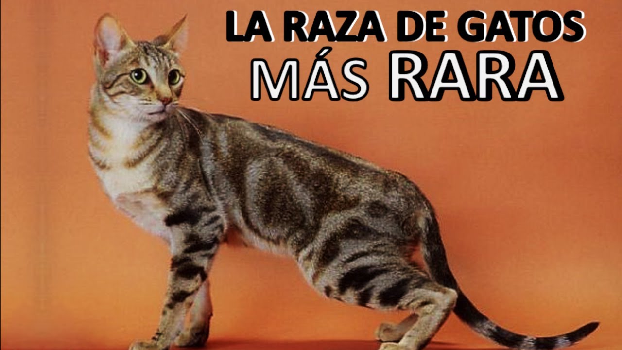 SOKOKE - Raza de Gato 101