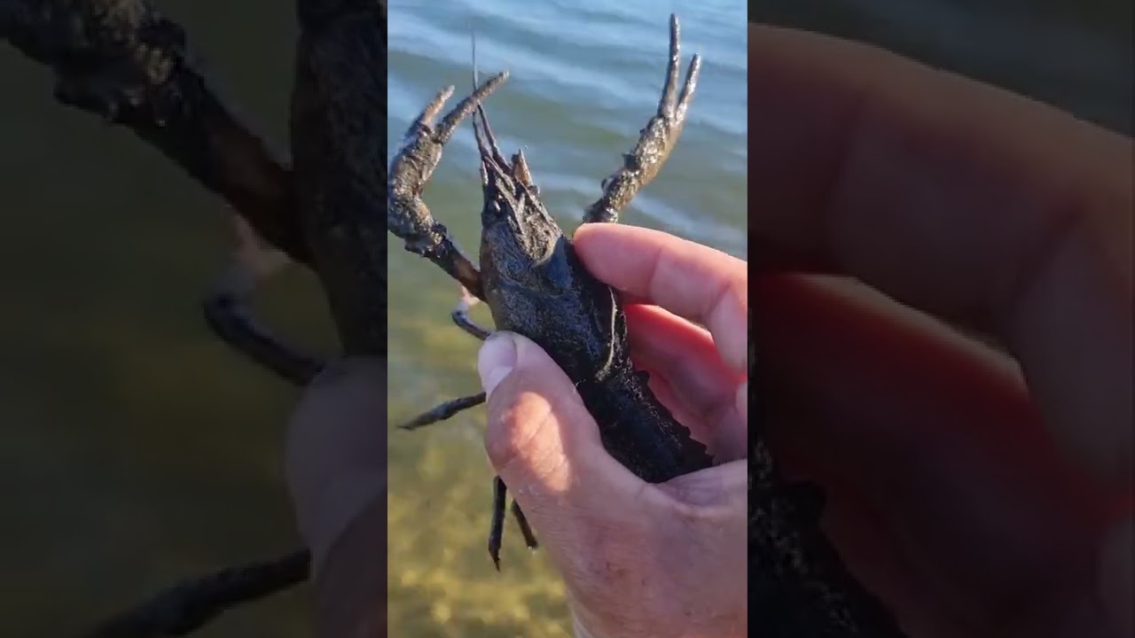 Racul de lac / Astacus leptodactylus