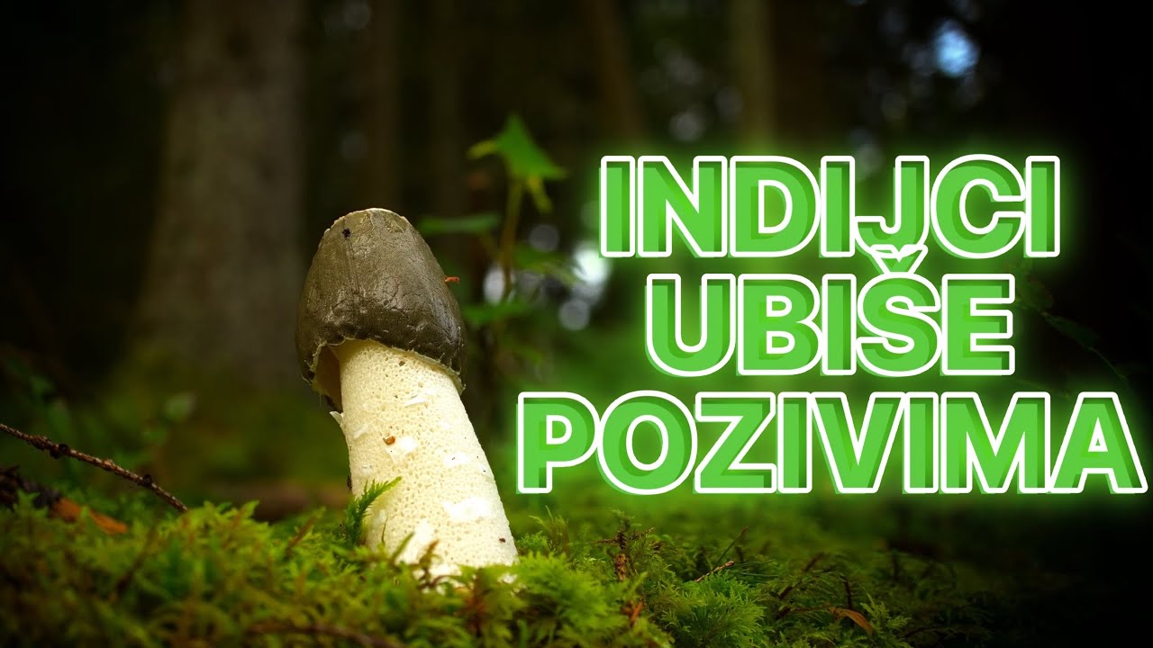 Prva šoferska sedmica u svojoj firmi (Dan 3 - Kurčhić gljive)