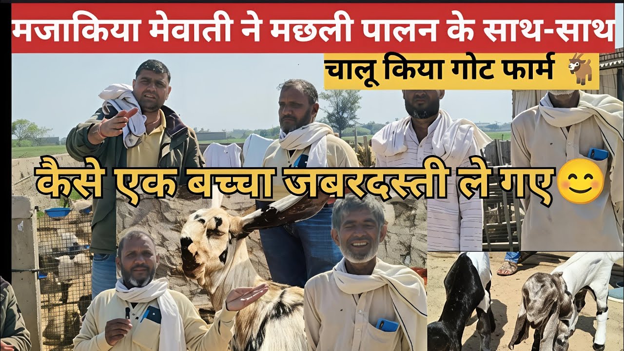 मजाकिया😄 मेवाती ने मछली पालन के साथ साथ चालू किया गोट फार्म🐐 कैसे एक बच्चा जबरदस्ती ले गए😊