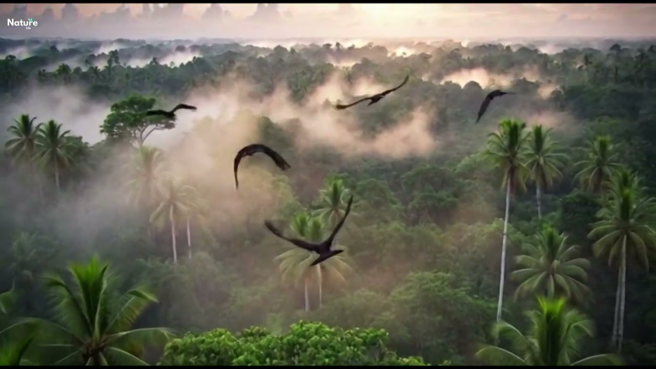 Stress Relief with a Beautiful Nature View #music