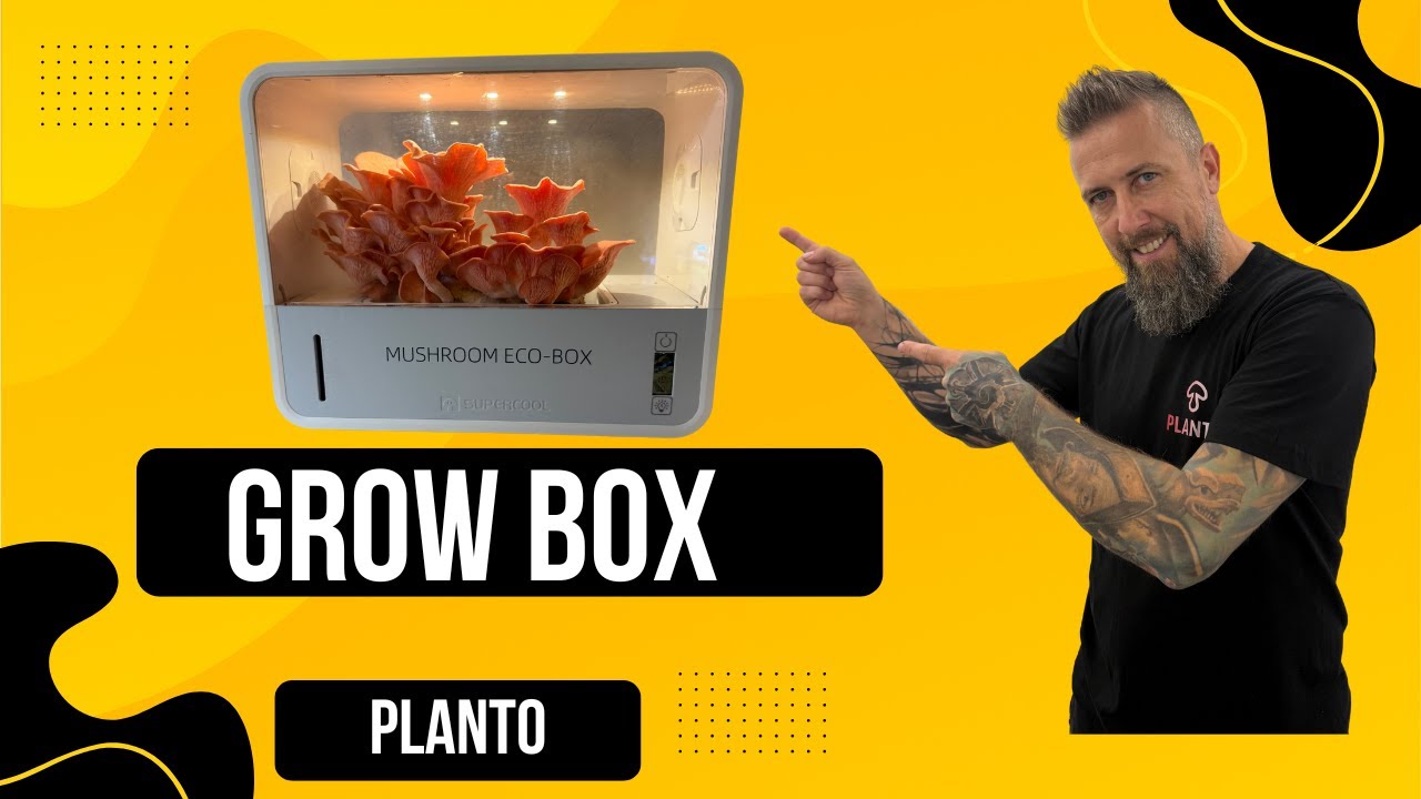Automatyczny Grow Box &ndash; przyszłość uprawy grzyb&oacute;w w domu