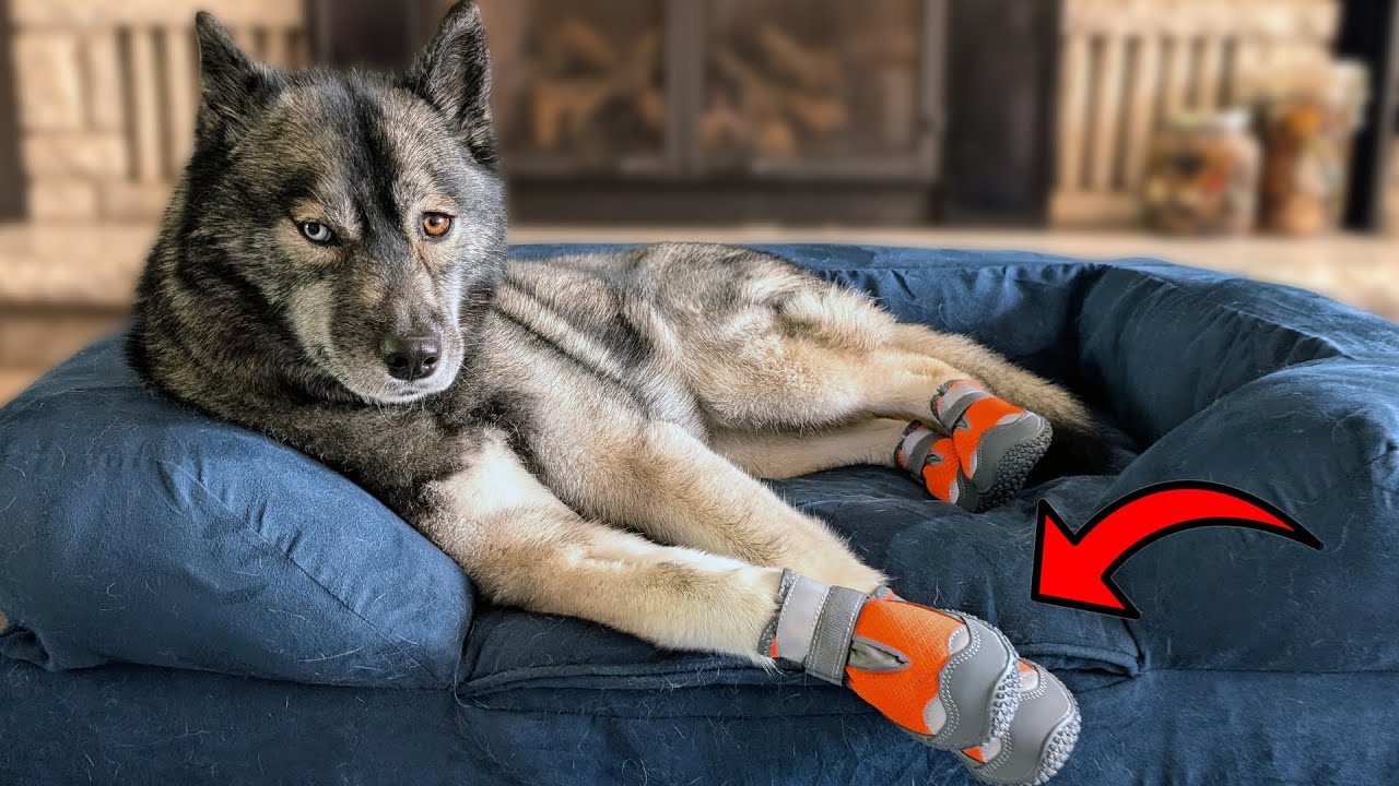Don't Buy ANY Dog Shoes Until You Watch This!