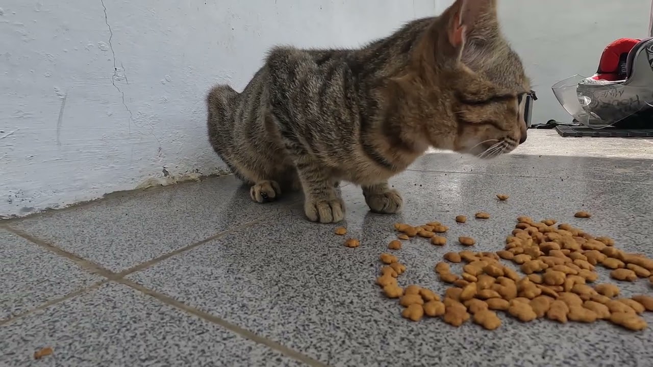 Hungry Cat Eating Dry Food