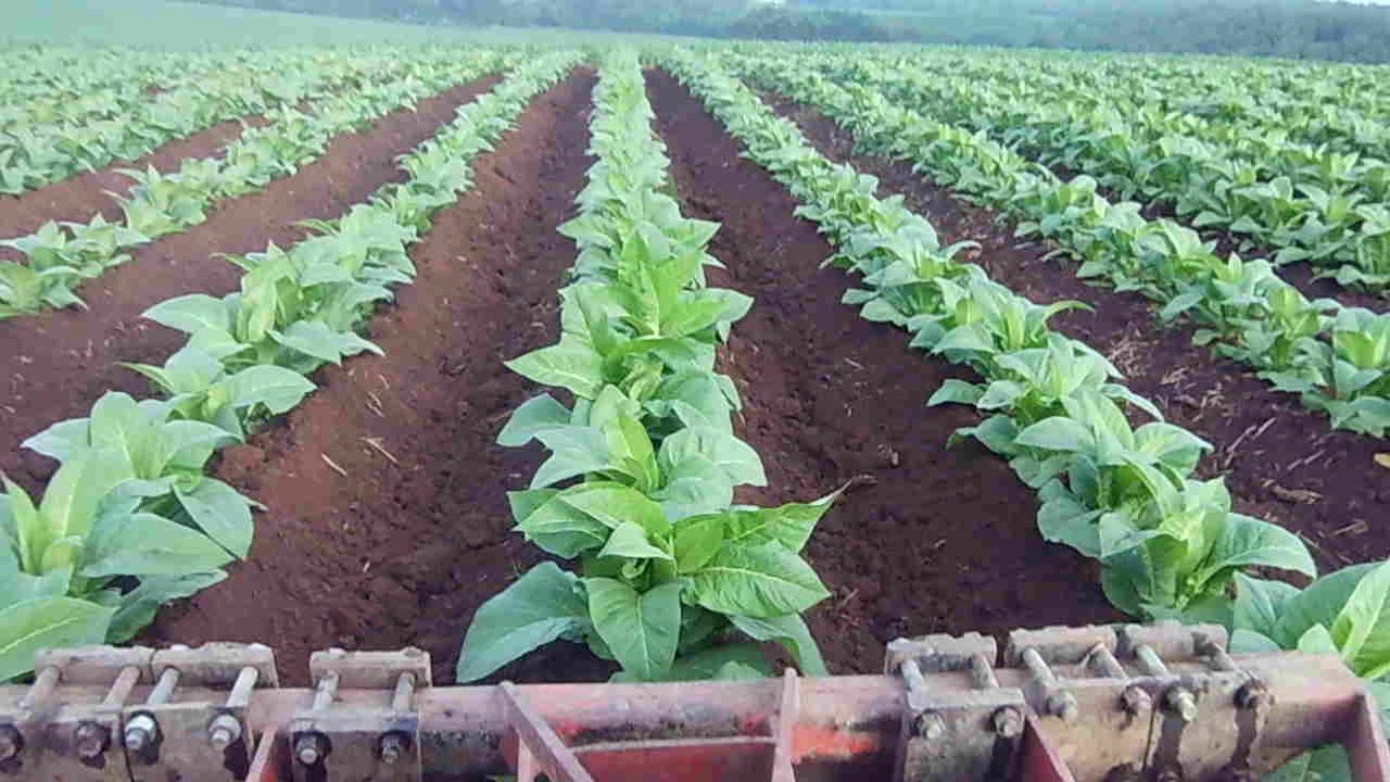 Aterrando lavoura de tabaco com praticidade.