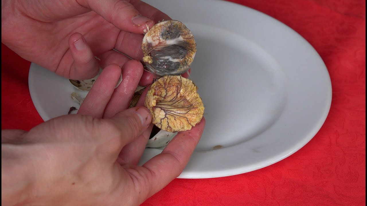 What's inside Balut?