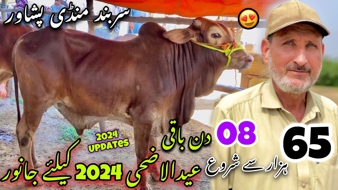 Saifan Maweshi Mandi Peshawar New Update 8/6/2024 Eid Ul Azha 2024 Price | Khyber Social Tv