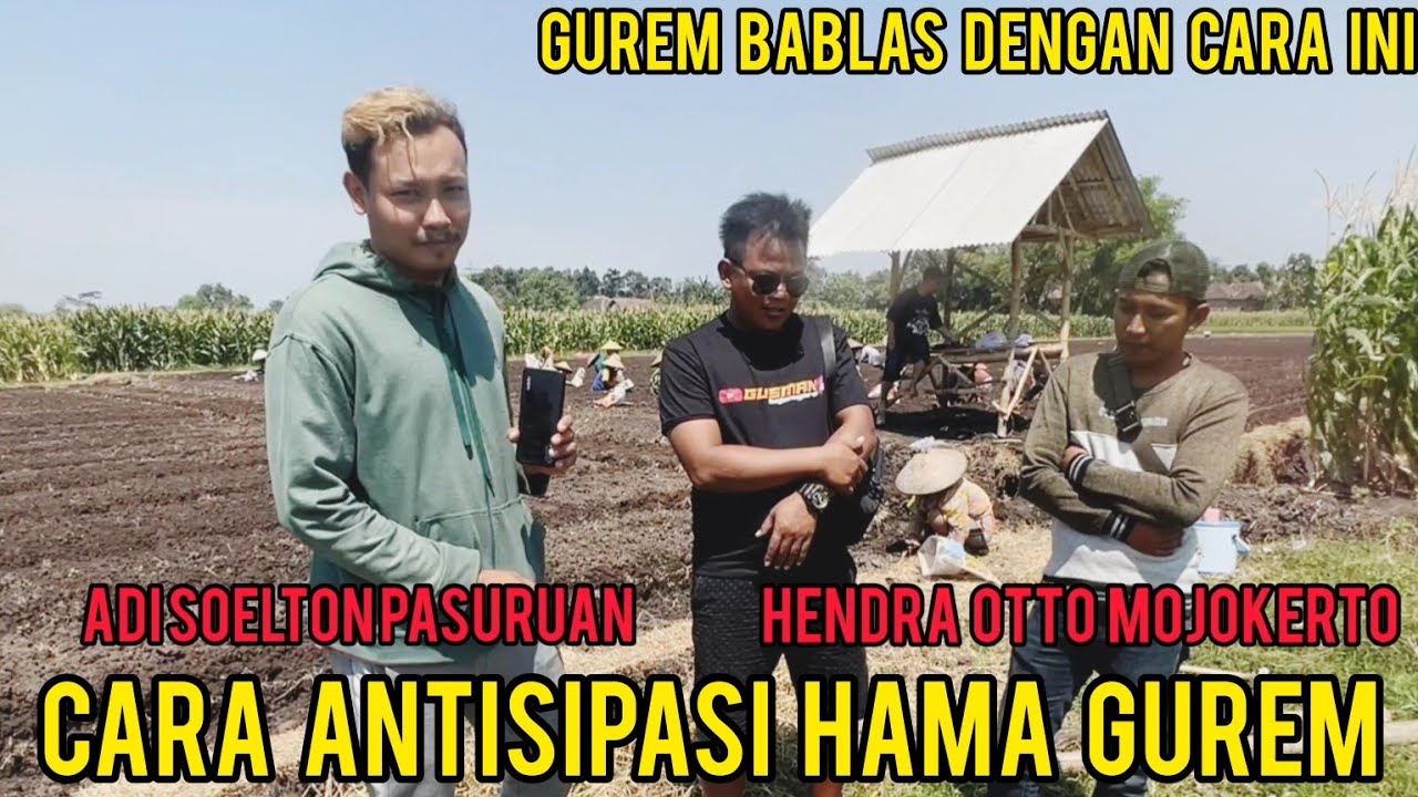 CARA ANTISIPASI GUREM SAAT MUSIM KEMARAU DI JAMIN AMPUH