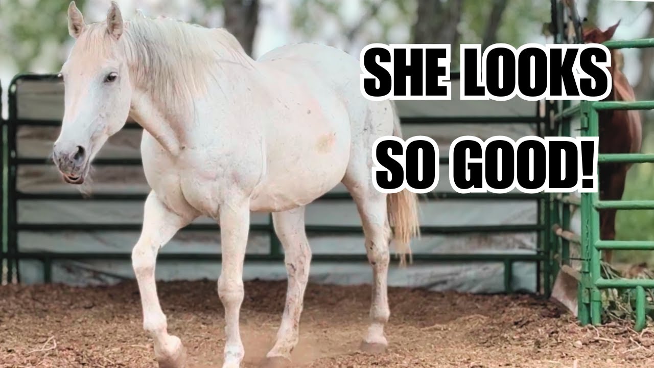 Auction horse rescue ~ 8 months later!  ❤️ Pearl update