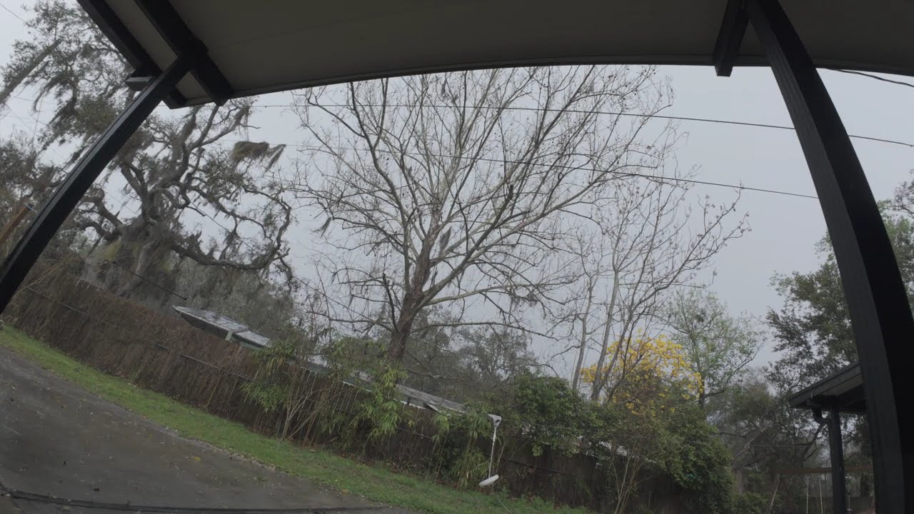 Still World ASMR | Heavy Rain Falling Through the Trees 🌧️ 1 Hour of Natural Rain Sounds