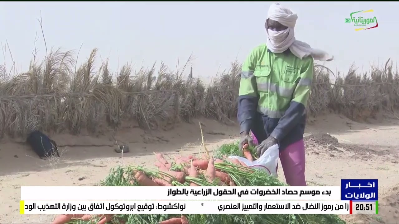 بدء موسم حصاد الخضروات في الحقول الزراعية بالطواز