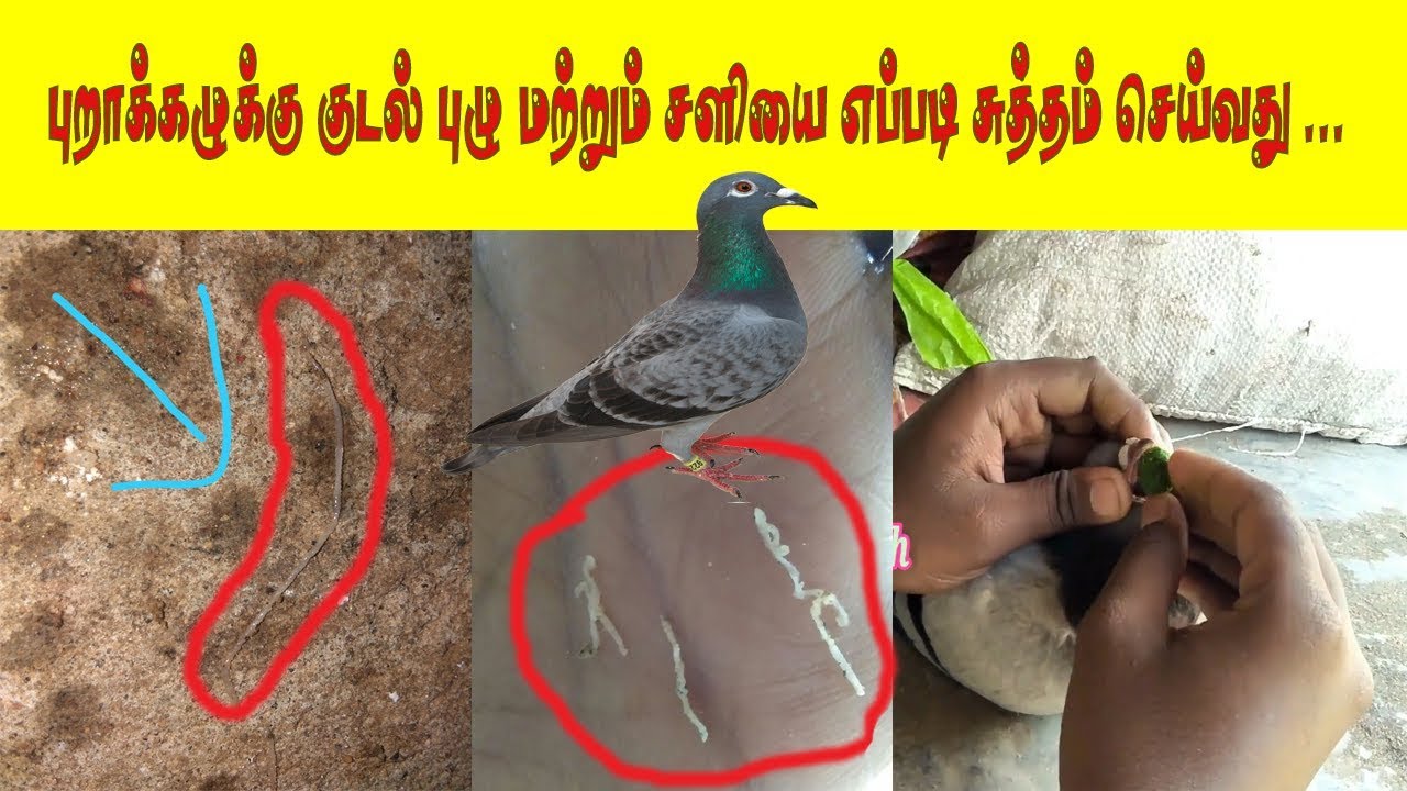 புறாக்கழுக்கு குடல் புழு மற்றும் சளி சுத்தம் செய்வது எப்படி...