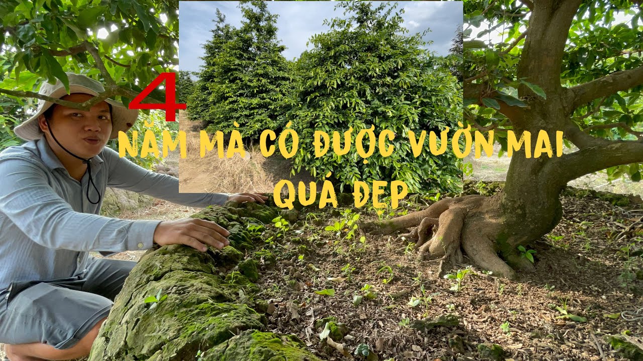 Mô hình  trồng mai vàng,bồn đất ,hiệu quả và cây mai công nghiệp trồng 3 năm  của em Đạt,
