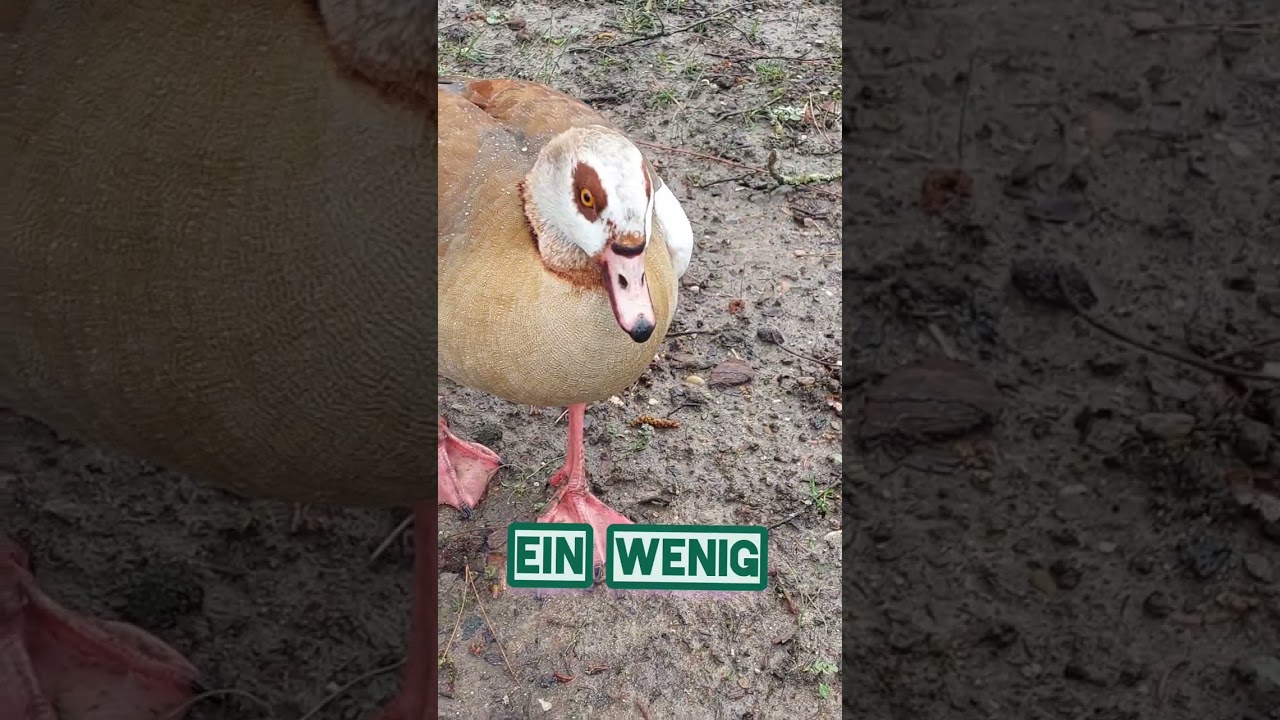 Gespr&auml;ch mit Nilgans