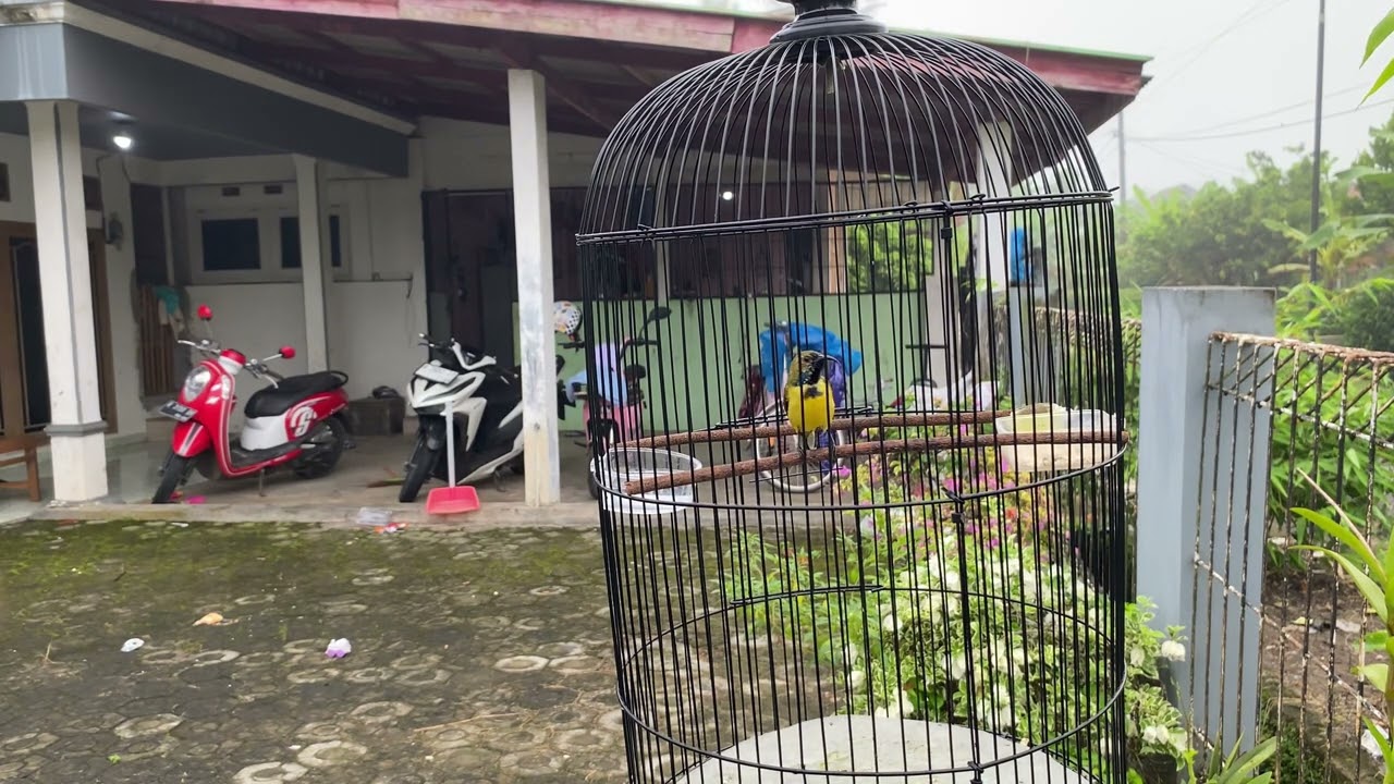 Burung Sogon yg tadinya cuman ngriwik sudah gacor.!!Burung Sogon bahan yg beli sama orang desa..!!