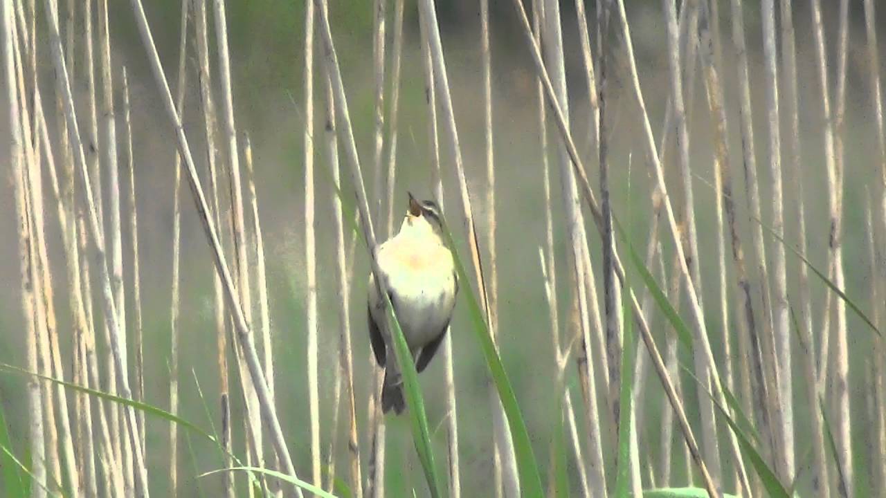 Acrocephalus schoenobaenus