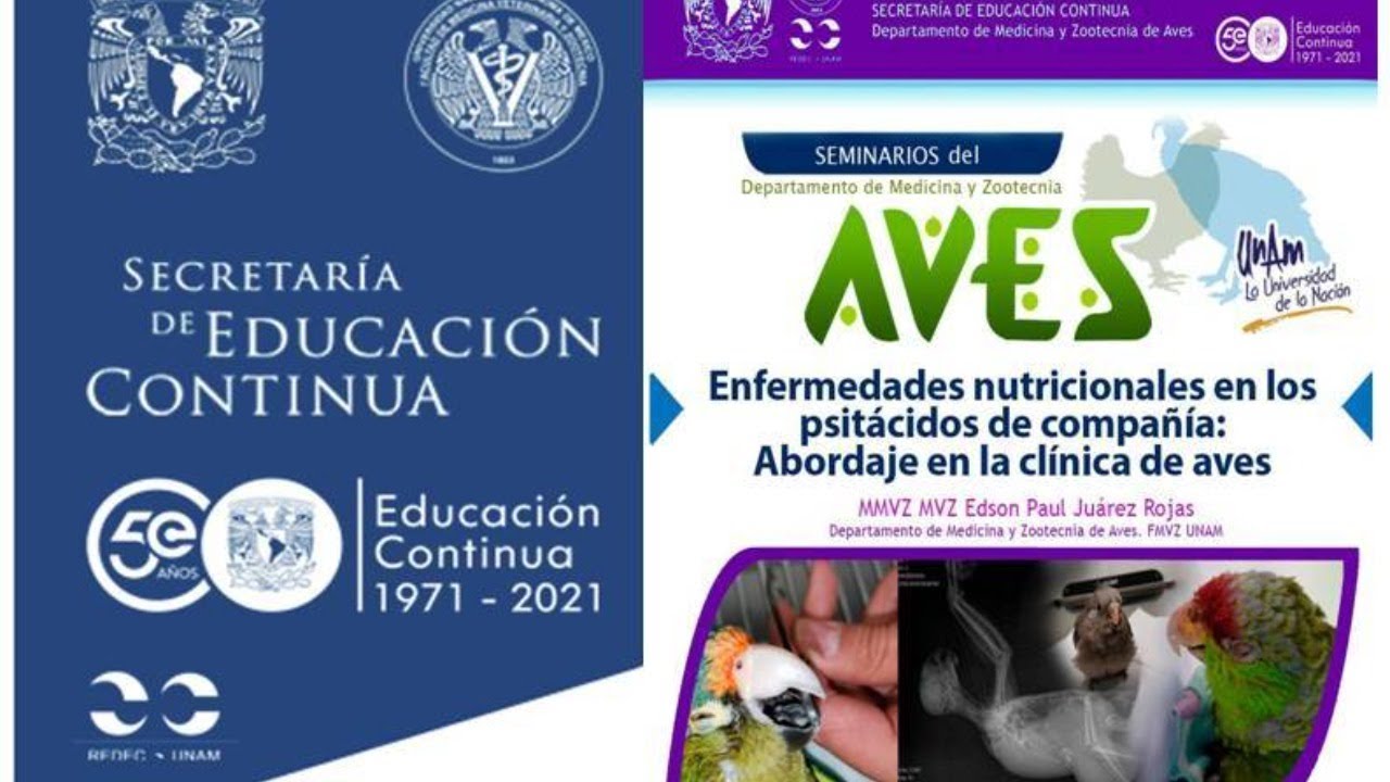 Enfermedades nutricionales en los psit&aacute;cidos de compa&ntilde;&iacute;a: Abordaje en la cl&iacute;nica de aves
