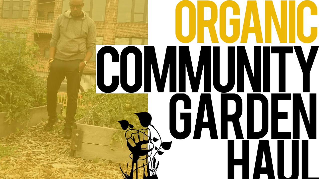 MY FREE COMMUNITY GARDEN HAUL