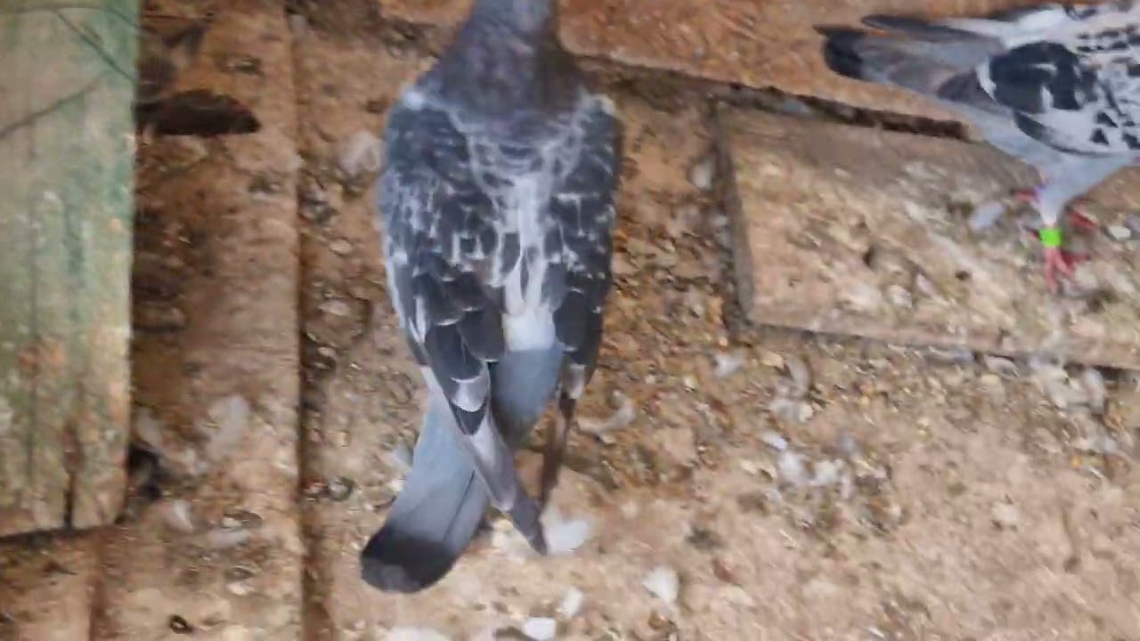 Antrenament 100km ,o mica catastrofa,dar am câțiva porumbei veniți din matca acasă ‼️🕊🐦