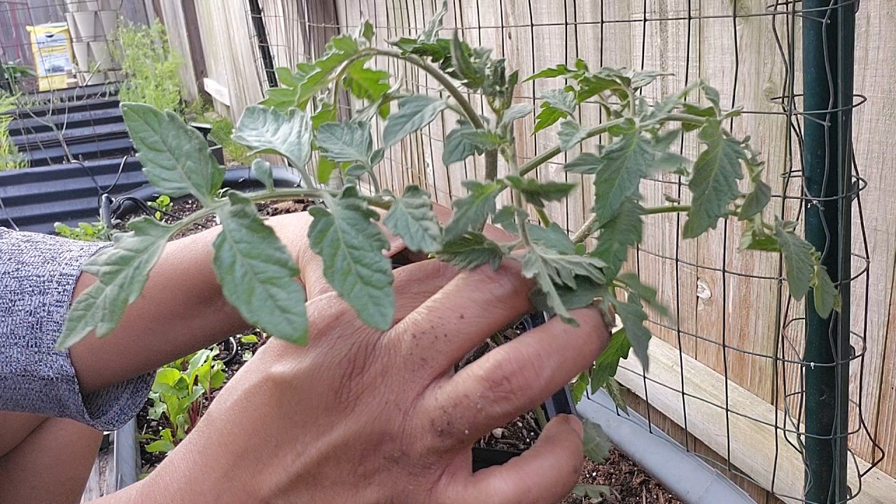 Tomatoes are finished!