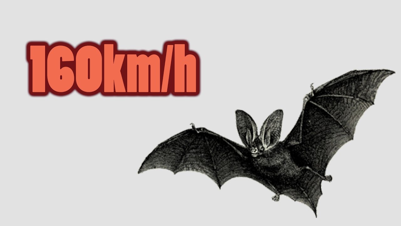 Are Bats REALLY The Fastest Flying Animals?