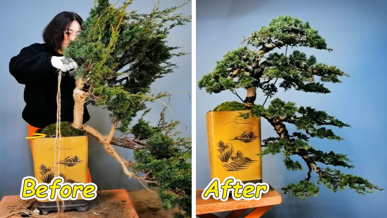 Unique bonsai design ideas and innovations that make a difference #83
