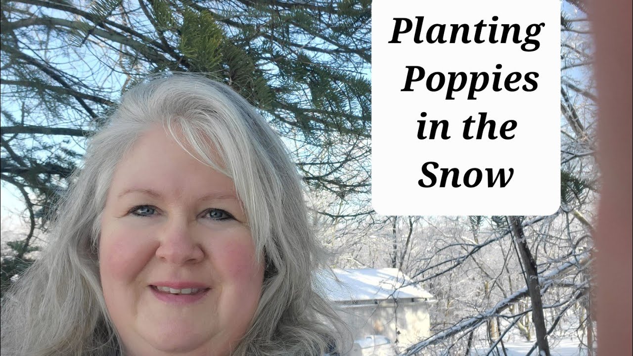 Planting Poppy Seeds in the Snow
