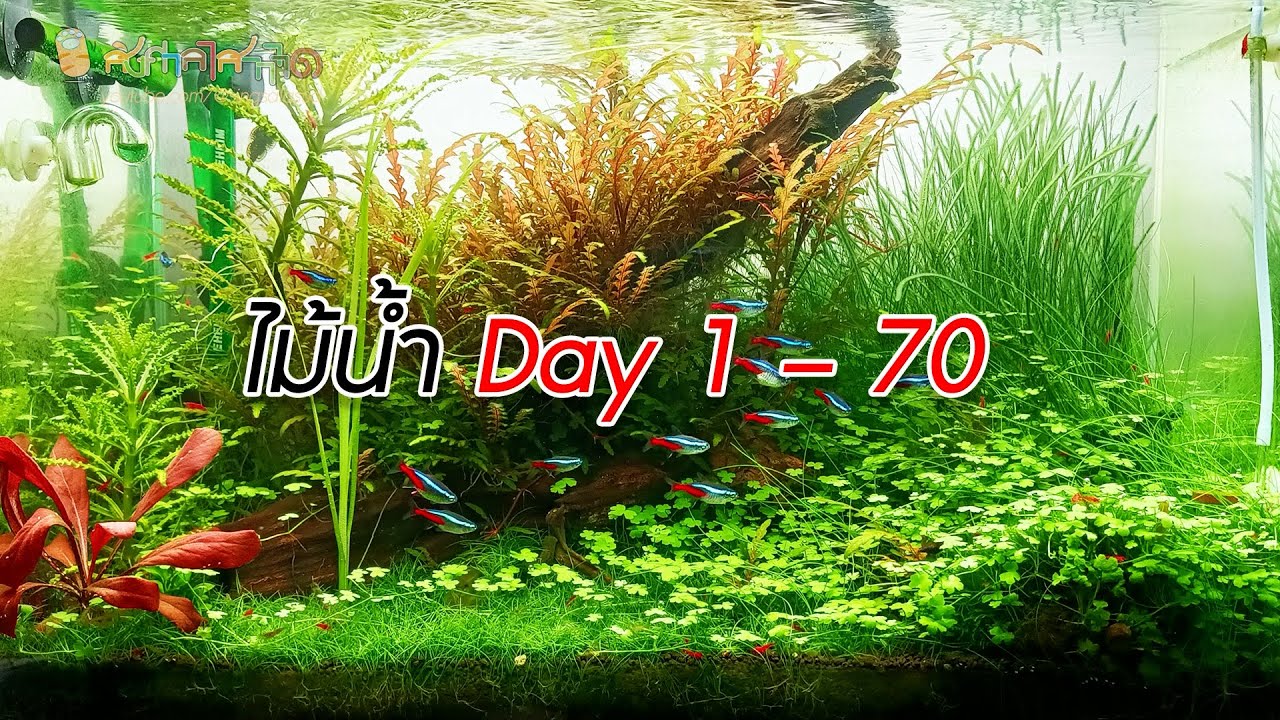เมื่อตั้งตู้ไม้น้ำ (จริงจังครั้งแรก) วันที่ 1 – 70 แบบไม่ตัดแต่ง