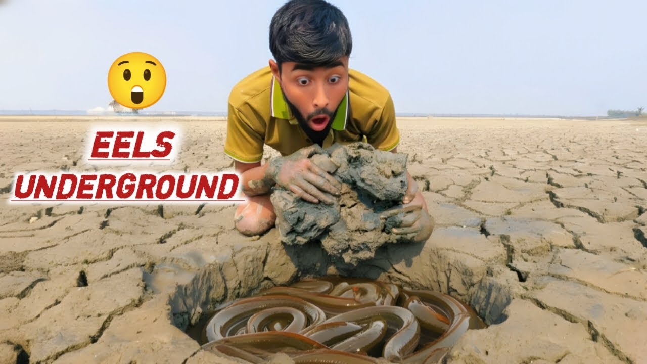 I Found LIVE EEL Fish Buried Under Dry Mud… (Unbelievable!)