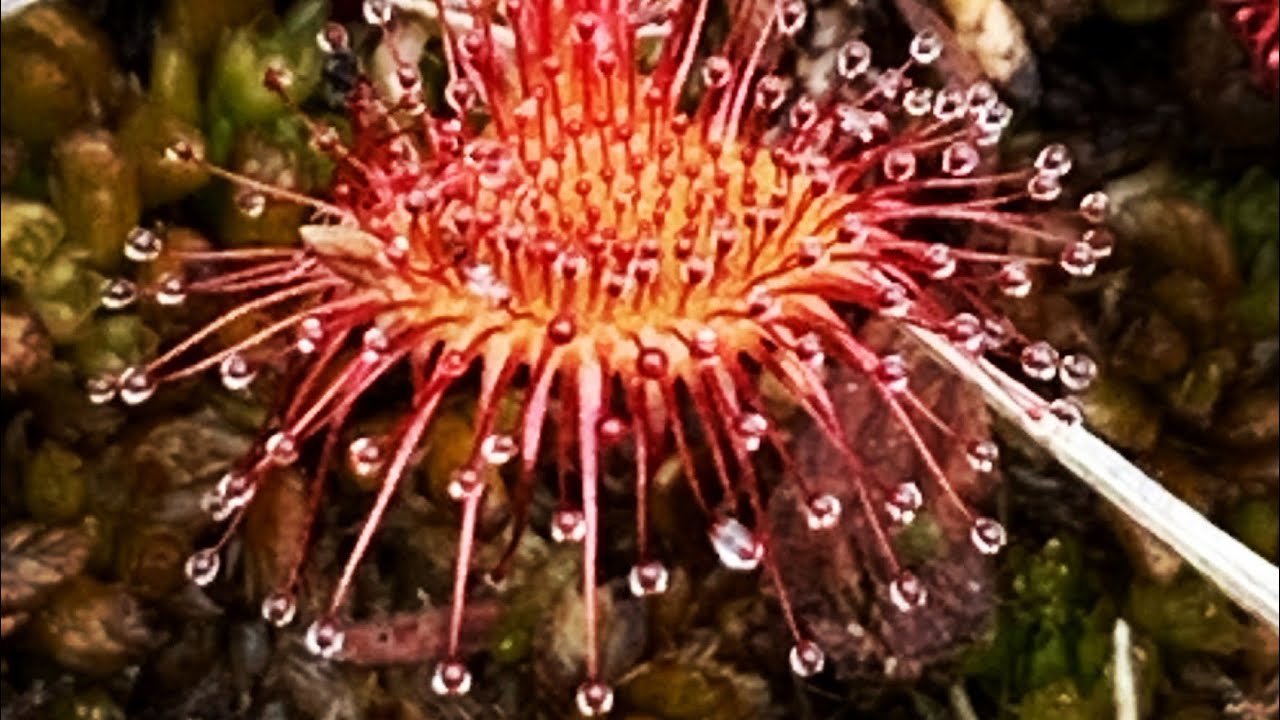 Temperate Sundew / Drosera care over winter