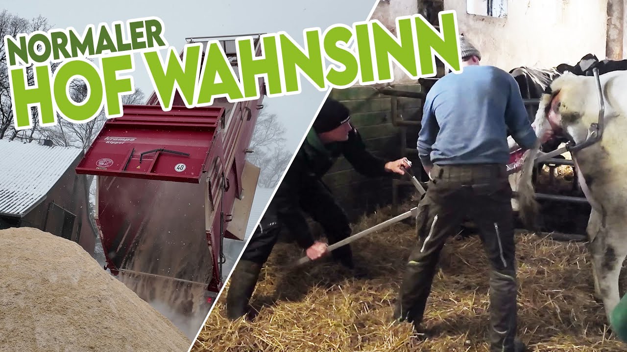 Rückwärts-Geburt, Gerste umlagern mit Problemen, Biestmilchversorgung – Der ganz normale Hofwahnsinn