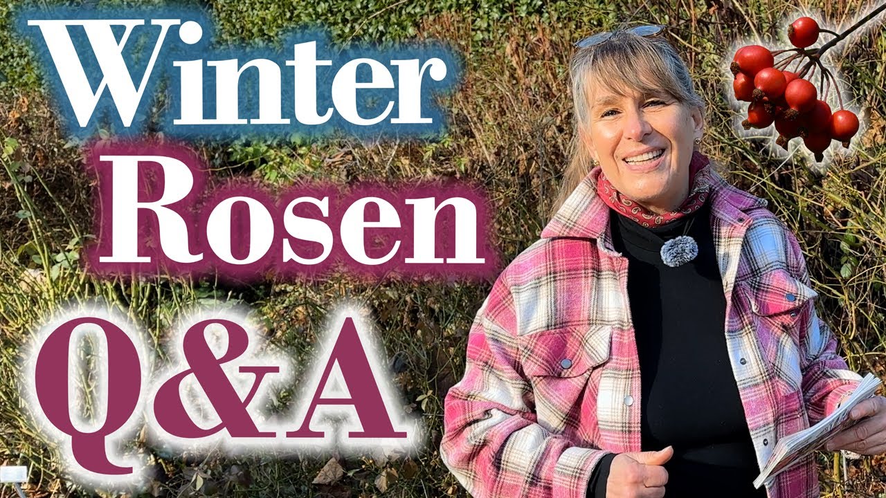Alte Rosen schneiden im Winter: SO förderst u. schützt Du historische ROSEN