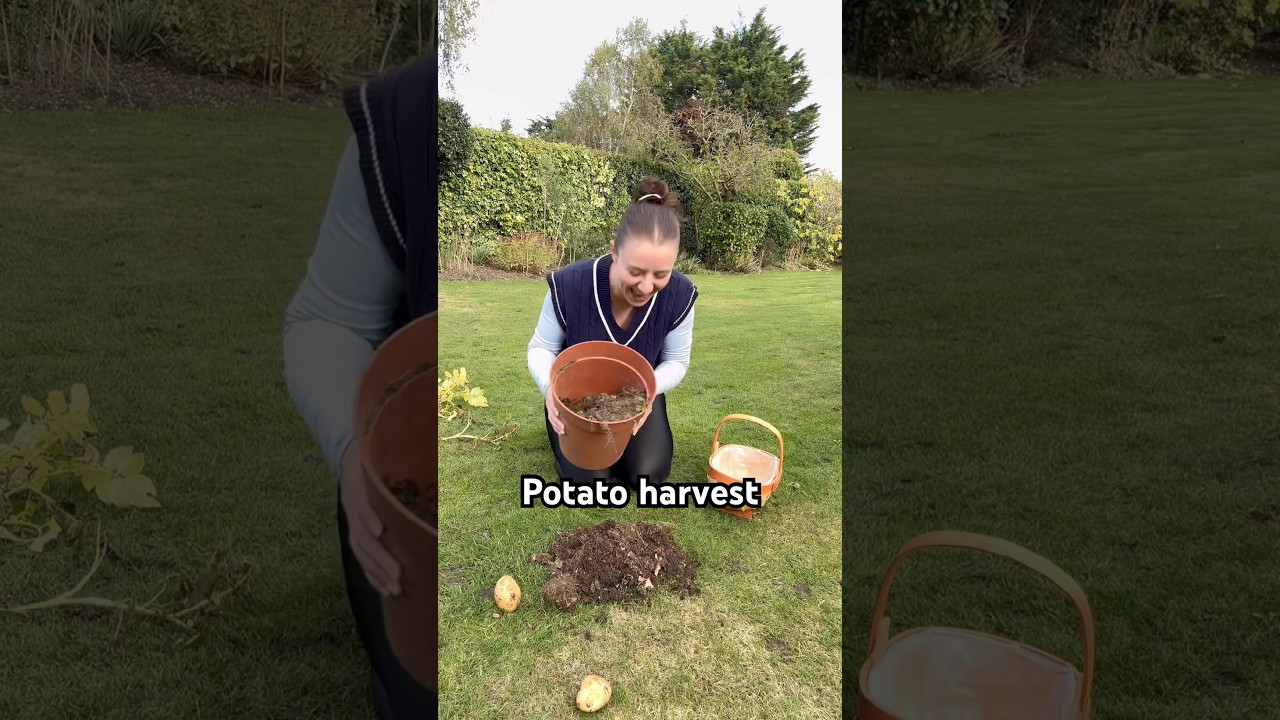 Harvesting potatoes! 🥔 #harvesting #harvest #potatoharvest #gardenharvest #growyourownfood