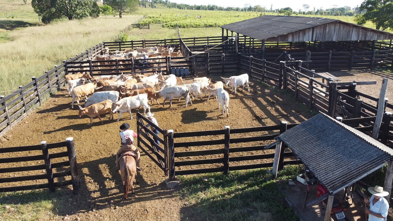 Criadores investem na raça Curraleiro Pé Duro