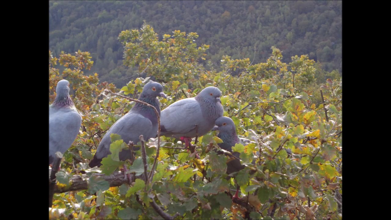 (4/5) Histoires de Paloumayres Ariégeois 2016. Palombière traditionnelle avec pose de Palombes