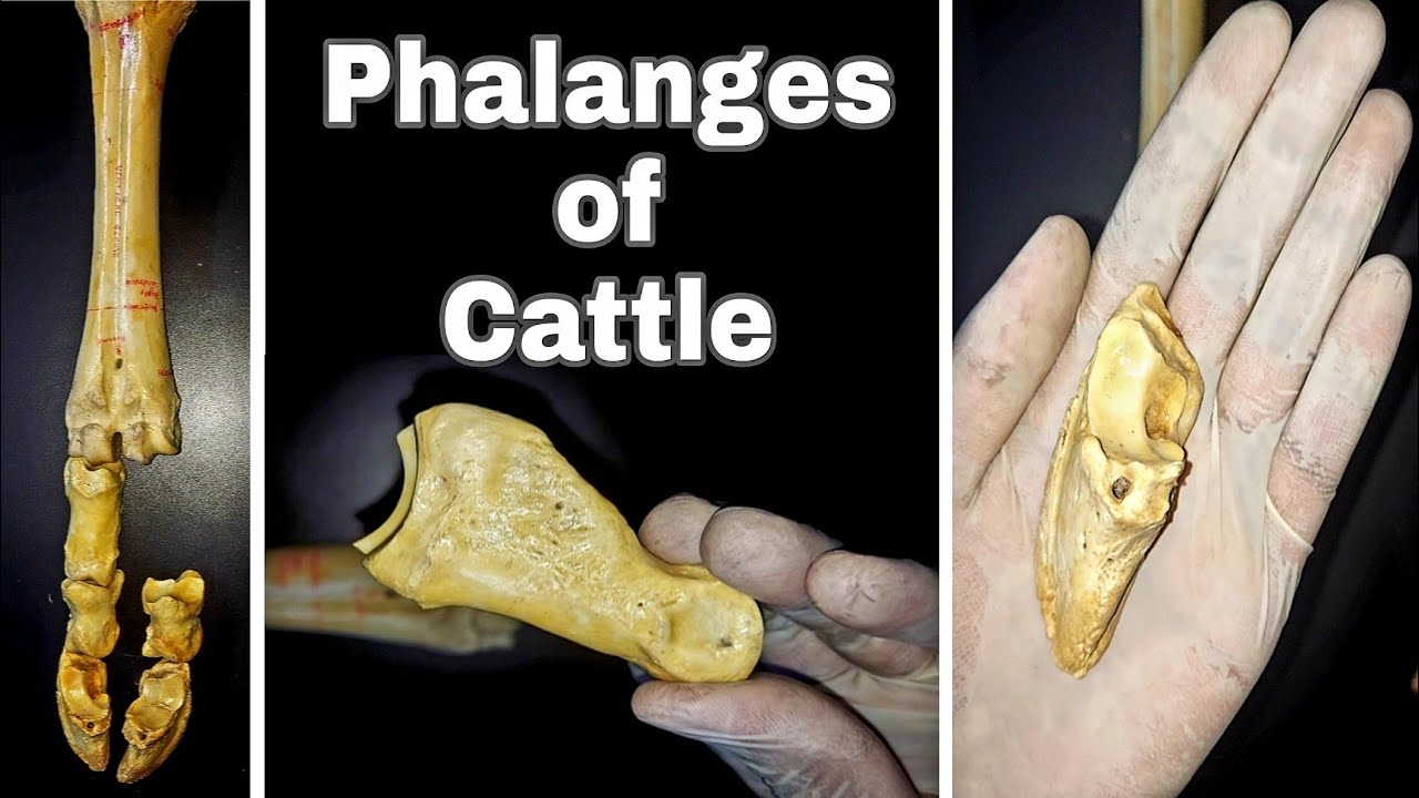 Phalanges of Cattle || Practical approach || Simplified ✔|| by Aniket tyagi