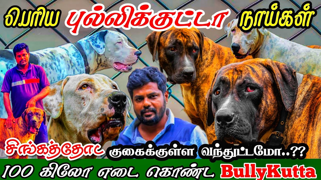 ஆக்ரோசமான புல்லிக்குட்டா நாய்கள் | 100kg நாய்கள பார்த்து இருக்கீங்களா? | BullykuttaDogs Kennel Tamil