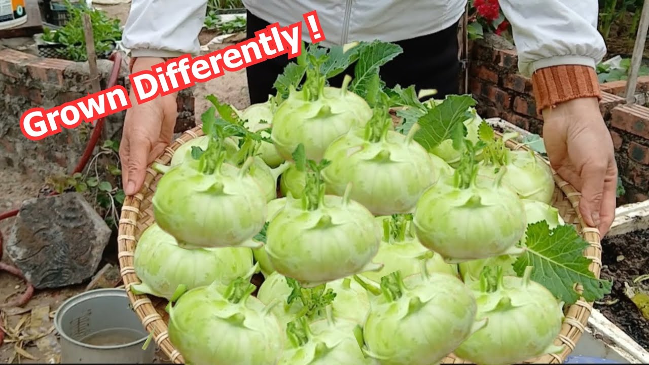 Organic Hydroponic Garden from Recycled Foam Box