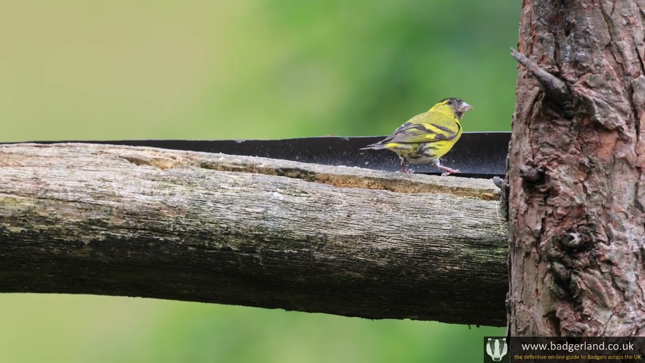 Watching a Siskin at the Clough Head Bird Hide in Rossendale in Lancashire