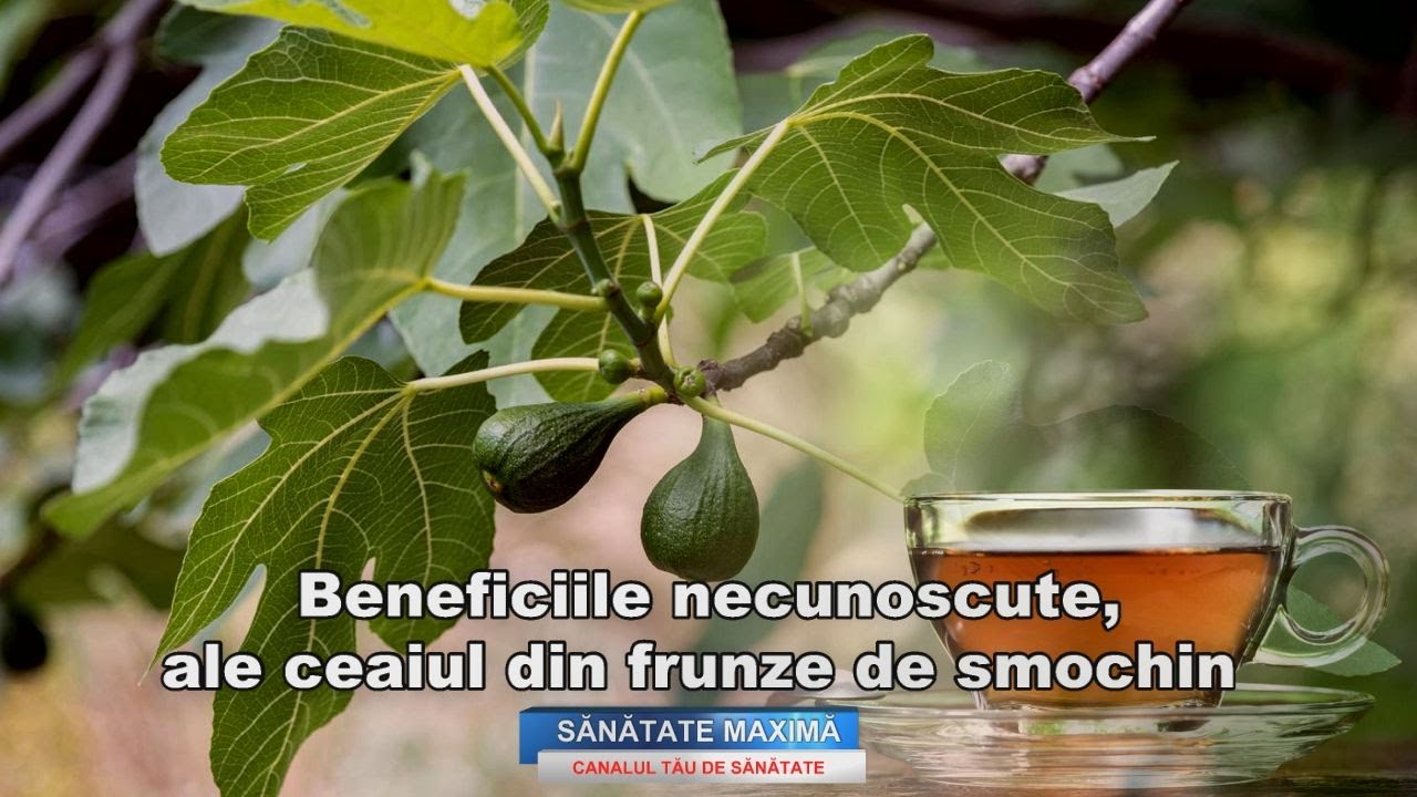 Beneficiile necunoscute, ale ceaiul din frunze de smochin