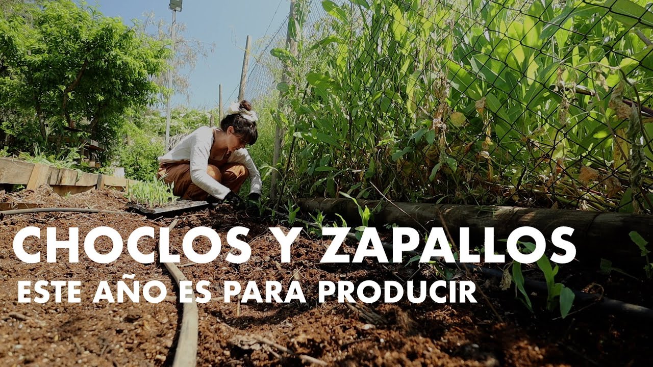 Cultivo de Choclos y Calabazas Trasplante al huerto | Este año es para nuestra 