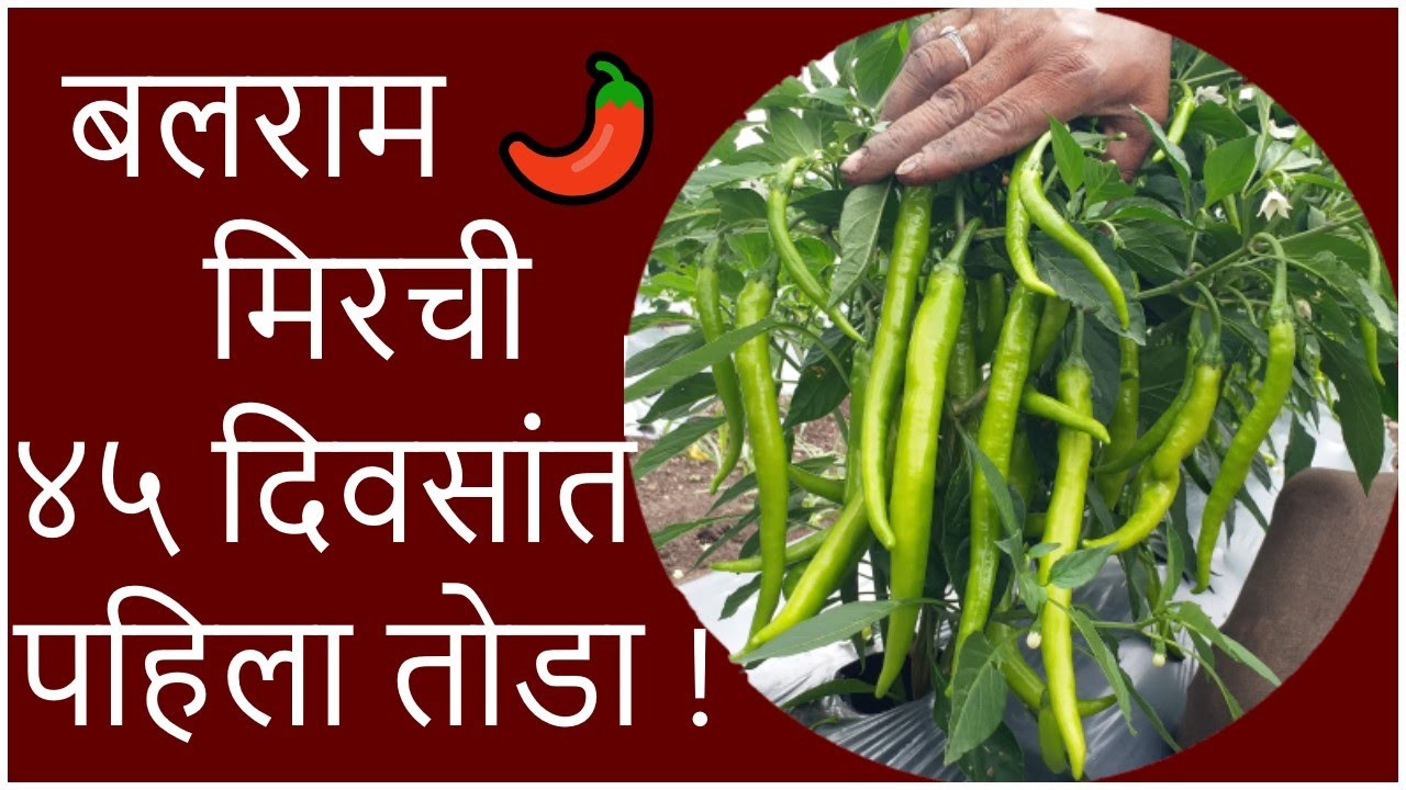 बलराम मिरची ४५ दिवसांत पहिला तोडा !।#Doctor_Kisan।#पावसाळी_मिरची_लागवड#मिरची_खत_व्यवस्थापन
