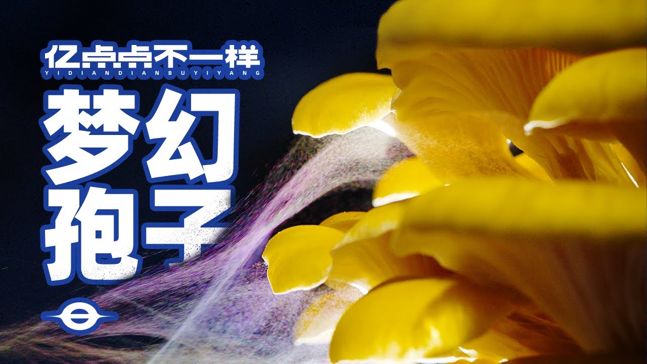 以身试毒！拍了六个月蘑菇生长与繁殖，真看到小人了！？
