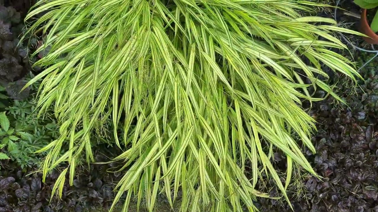 2025 For Golden Japanese Forest Grass, Hakonechloa 