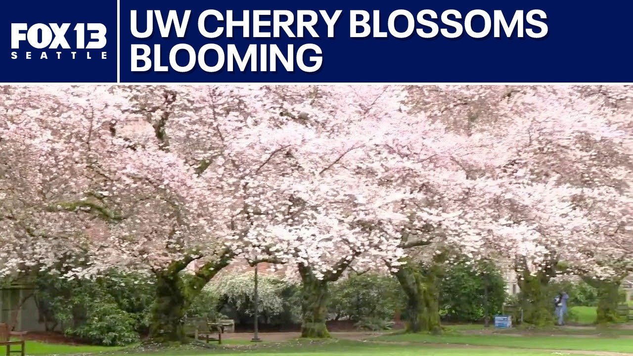 UW cherry blossoms blooming in Seattle