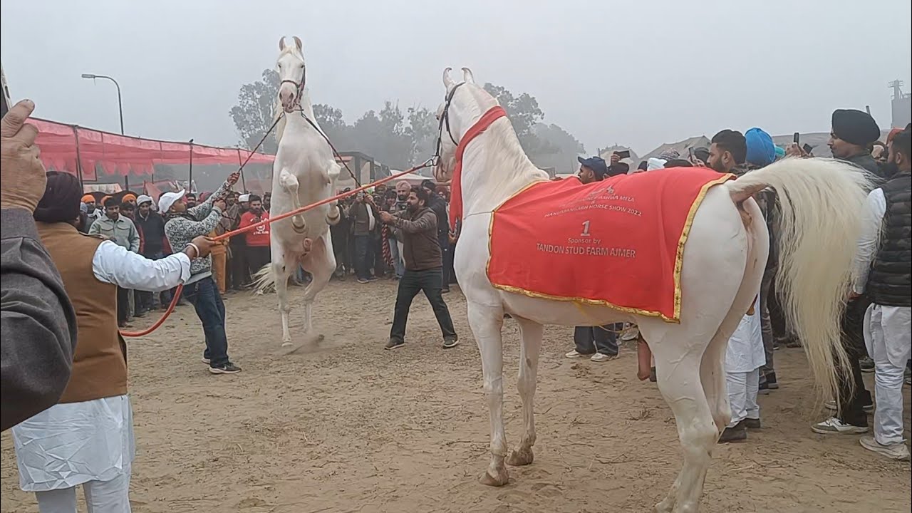 Maghi mela 2024 Sri Muktsar Sahib | Horse Fair | ਮਾਘੀ ਦਾ ਮੇਲਾ ਮੁਕਤਸਰ ਸਾਹਿਬ | ਖੂਬ ਜਾਣਕਾਰੀ