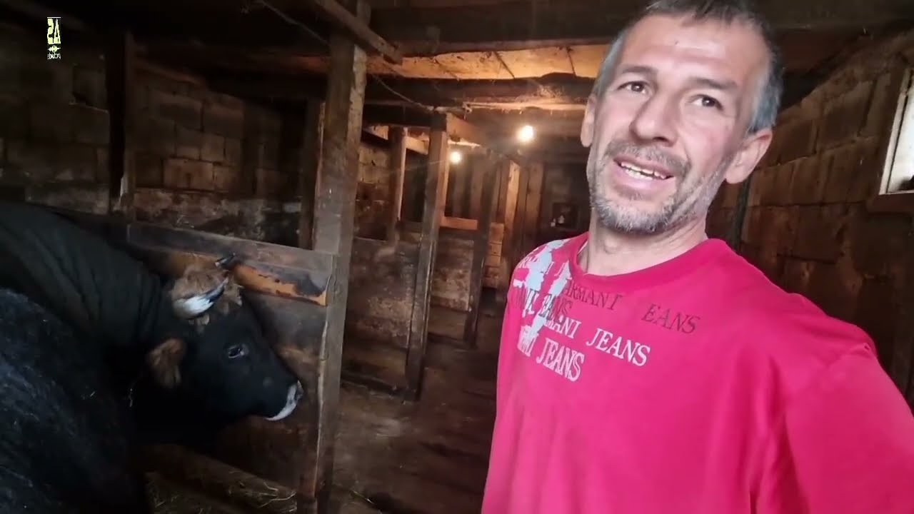 Dajo može biti ponosan na svoje bikove bodače prvi dio priče.lp