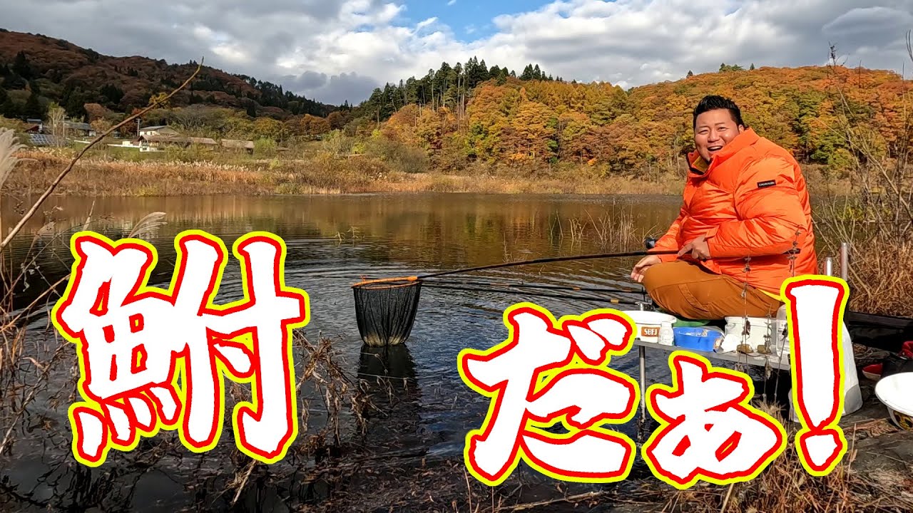 紅葉シーズン真っ盛りの東北で大きな鮒を狙って釣りをする【岩手県 田瀬湖】